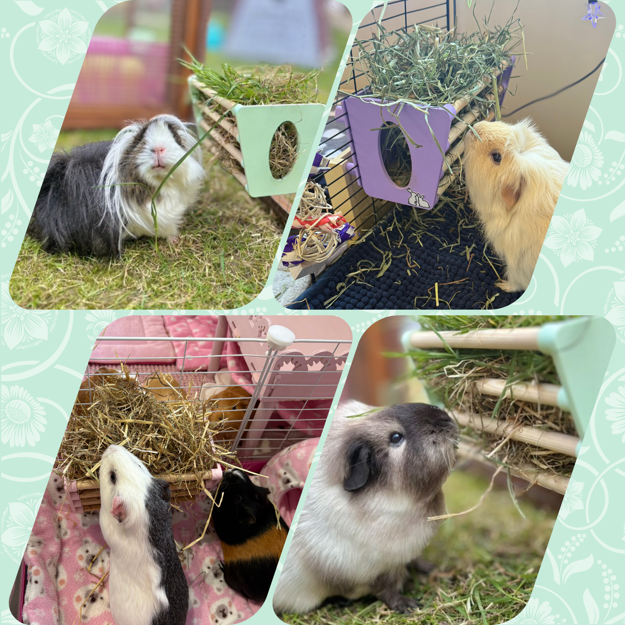 Hay Rack - Pastel Green-2