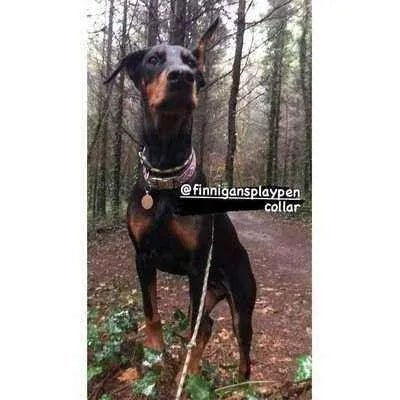 Regal Paws Bespoke Dog Lead by Finnigans Play Pen