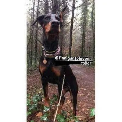 Regal Paws Bespoke Dog Lead by Finnigans Play Pen
