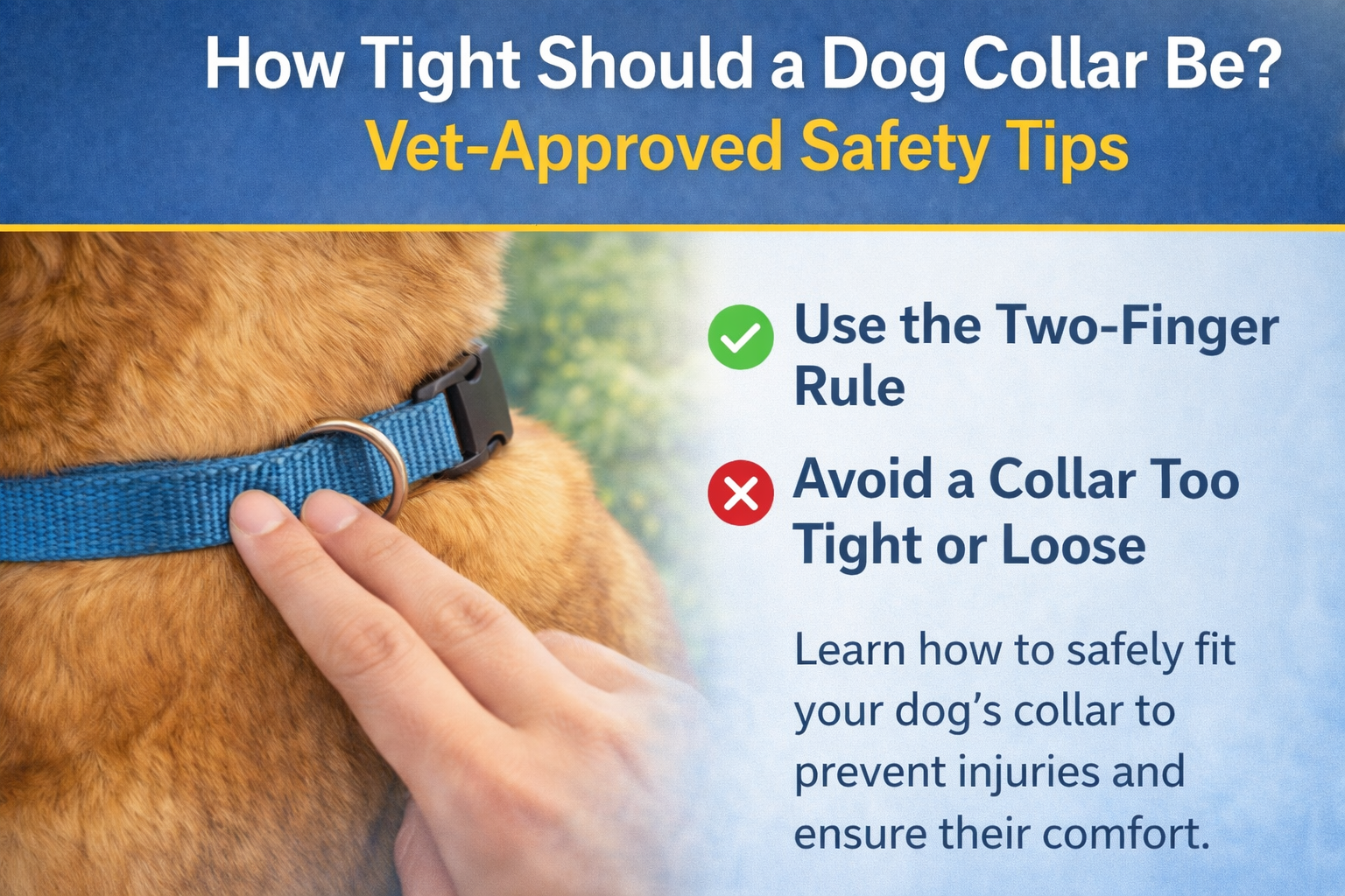 How Tight Should a Dog Collar Be? Vet-Approved Safety Tips