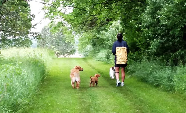 Top 10 Dog-Walking Essentials Every Owner Should Have (2025 Complete Guide)