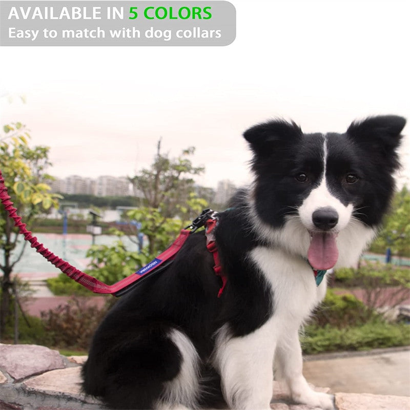4 in 1 Shock Absorbing Dog Leash