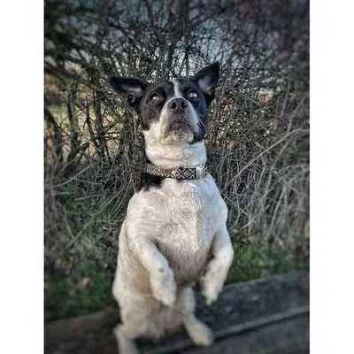 Personalised Cotton Dog Collar: Sapphire Elegance